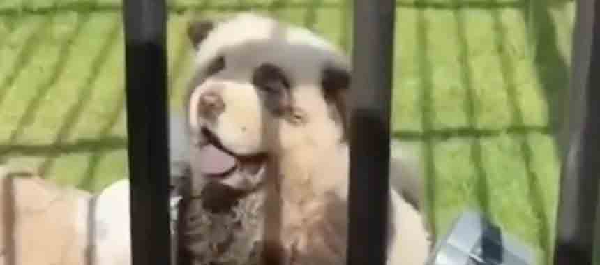 Cover Image for Hilarious Video: Chinese Zoo Caught Painting Dogs to Look Like Pandas